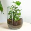 Vase Martin - DIY Kit - ↑ 17 Cm -URBAN INGL Shop plant in fles martin hedera