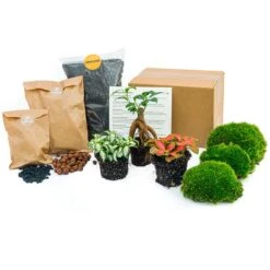 Bonsai Ficus Ginseng - Plant Terrarium Refill & Starter Kit - 3 Terrarium Plants - DIY 9 Bonsai Ficus Ginseng - Plant Terrarium Refill & Starter Kit - 3 Terrarium Plants - DIY -URBAN INGL Shop plant terrarium package bonsai e537b54f a05e 4655 b448 0e95f64a5449