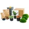 Calathea Lancifolia - Plant Terrarium Refill & Starter Kit - 3 Terrarium Plants - DIY -URBAN INGL Shop plant terrarium package calathealancifolia e75e2220 3a37 4ce6 9473 33c202b0765e