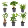Plant Set - 6 Green Plants - Baby And Terrarium Plants 1 Plant Set - 6 Green Plants - Baby And Terrarium Plants -URBAN INGL Shop planten set groen 6 stuks pm6