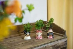 Mini Flower Pot Multi Color – Mini Jessica - ↑ 10.5 Cm - Face Head -URBAN INGL Shop potje 3x miniplant 50ad8d49 ff58 4cff bafb 77aa08da3dc3
