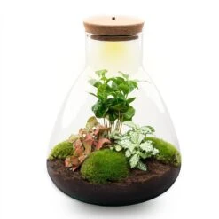 24x Terrarium - Sam Coffea With Light - Sustainable Business Gift - ↑ 30 Cm - DIY 15 24x Terrarium - Sam Coffea With Light - Sustainable Business Gift - ↑ 30 Cm - DIY -URBAN INGL Shop sam led coffea terrarium flaschengarten