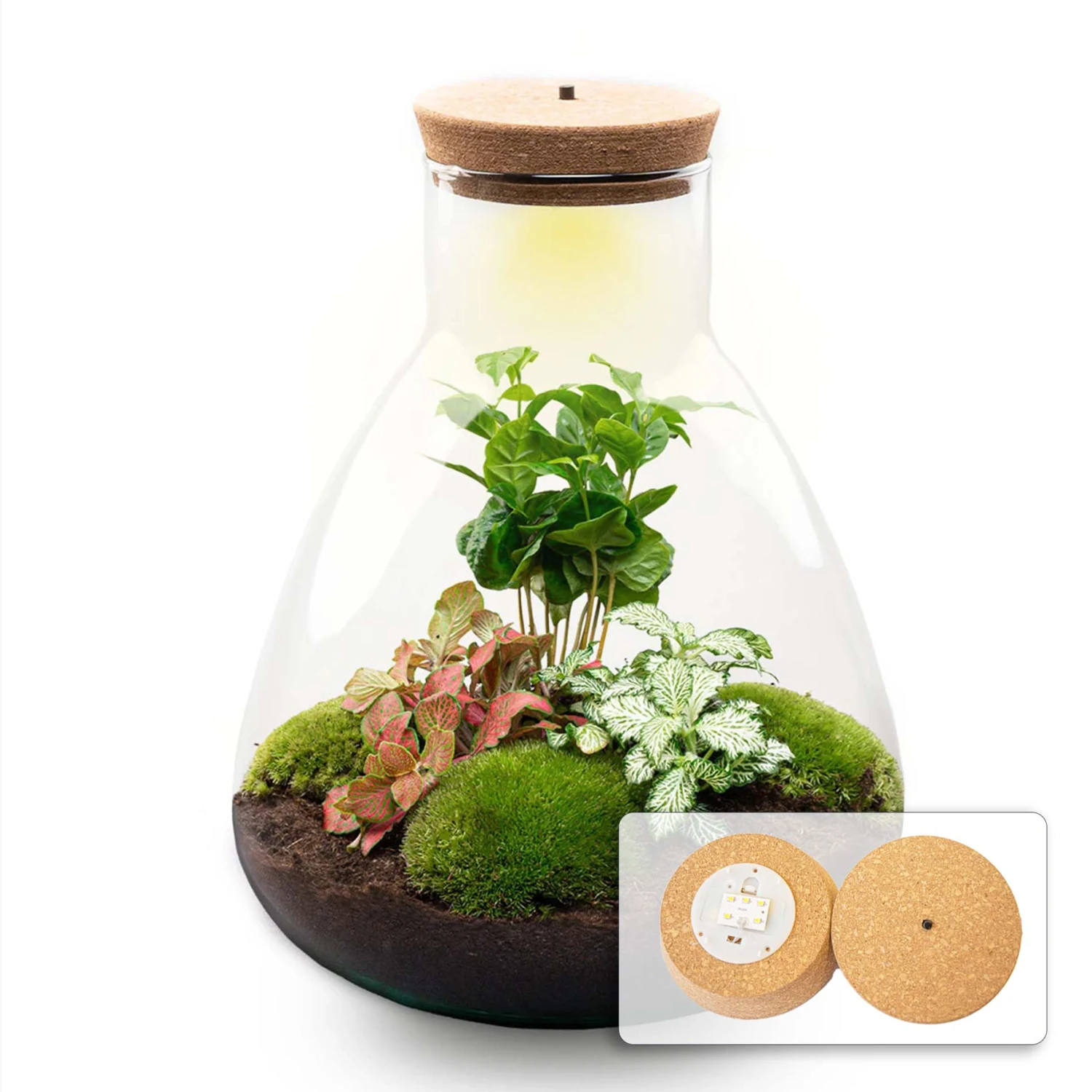 24x Terrarium - Sam Coffea With Light - Sustainable Business Gift - ↑ 30 Cm - DIY 4 24x Terrarium - Sam Coffea With Light - Sustainable Business Gift - ↑ 30 Cm - DIY - Image 2