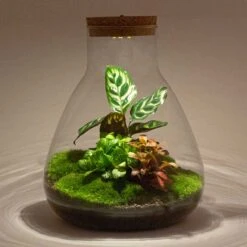 URBAN INGL Shop -URBAN INGL Shop sam terrarium ecosysteem met lamp 15d2b0a6 9058 4d80 b162 cd58eaeac4a6