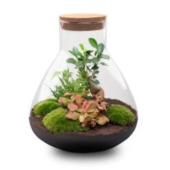 Sam XL Bonsai - Terrarium With Light - Bottle Garden DIY Kit - Ø 30 cm ↑ 32 cm 10 Sam XL Bonsai - Terrarium With Light - Bottle Garden DIY Kit - Ø 30 cm ↑ 32 cm -URBAN INGL Shop sam xl bonsai red terrarium flaschengarten