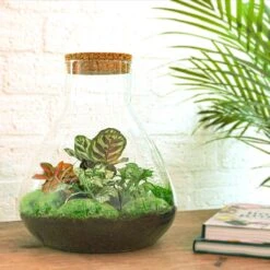 Sam XL Red - Terrarium With Light - Bottle Garden DIY Kit - Ø 30 cm ↑ 32 cm -URBAN INGL Shop sam xl red terrarium met planten in flesjpg