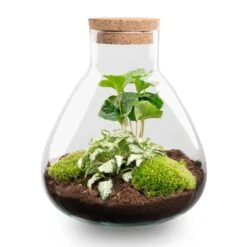 Sammie - Terrarium With Light - Bottle Garden DIY Kit - Ø 22,5 Cm ↑ 27 Cm -URBAN INGL Shop sammie diy terrarium coffea white tiger flaschengarten bc5bc6d5 e2a6 4e6d 8b6f 4049ca96a7bd