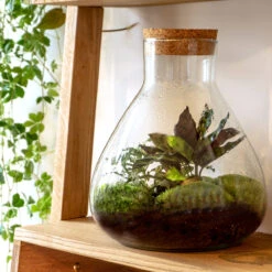 Sammie - Terrarium With Light - Bottle Garden DIY Kit - Ø 22,5 Cm ↑ 27 Cm -URBAN INGL Shop sammie diy terrarium kit 1 66ea1bcd 124a 4003 85f0 f17e059f481f
