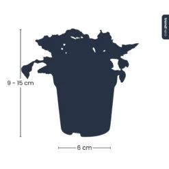 Fittonia Joly Lemon - White And Green (Fluor) - Mosaic Plant - Terrarium Plant -URBAN INGL Shop silhouet fittonia trendhero pm8 0d272ec8 fb7d 4aac 9a6b b131c6aca68d