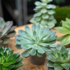 Succulent Mix Set - Assorted Succulents In 6 Cm Pots (8–12 Cm High) 20 Succulent Mix Set - Assorted Succulents In 6 Cm Pots (8–12 Cm High) -URBAN INGL Shop succulent mix set plants 6cm pot vetplant cactus 003
