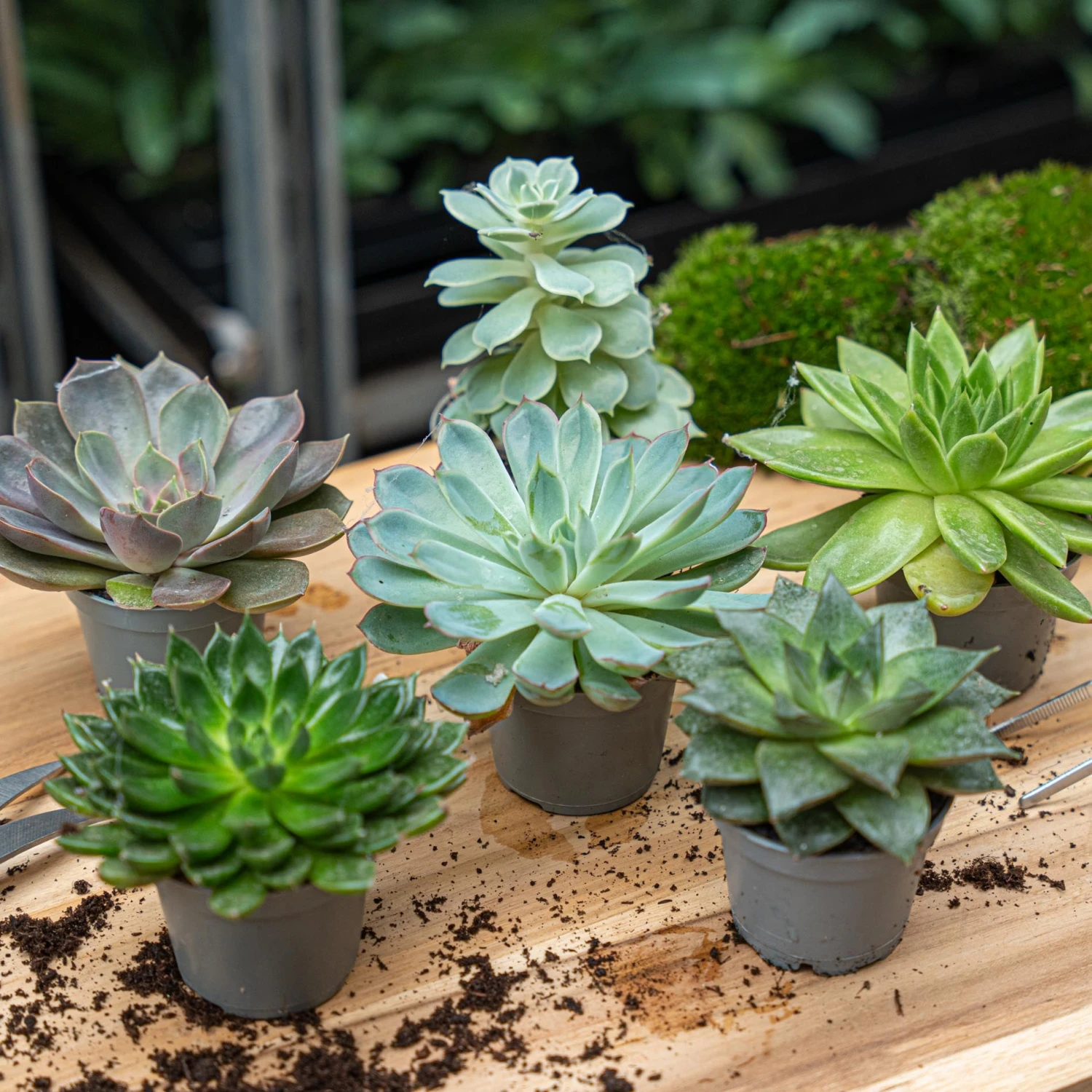 Succulent Mix Set - Assorted Succulents In 6 Cm Pots (8–12 Cm High) 4 Succulent Mix Set - Assorted Succulents In 6 Cm Pots (8–12 Cm High) - Image 2