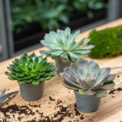 Succulent Mix Set - Assorted Succulents In 6 Cm Pots (8–12 Cm High) 19 Succulent Mix Set - Assorted Succulents In 6 Cm Pots (8–12 Cm High) -URBAN INGL Shop succulent mix set plants 6cm pot vetplant cactus 006