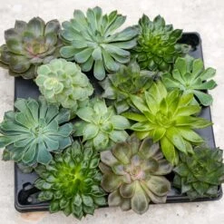 Succulent Mix Set - Assorted Succulents In 6 Cm Pots (8–12 Cm High) 14 Succulent Mix Set - Assorted Succulents In 6 Cm Pots (8–12 Cm High) -URBAN INGL Shop succulenten plant pflanze trendhero potsize6 06553
