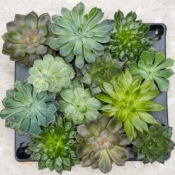 Succulent Mix Set - Assorted Succulents In 6 Cm Pots (8–12 Cm High) 21 Succulent Mix Set - Assorted Succulents In 6 Cm Pots (8–12 Cm High) -URBAN INGL Shop succulenten plant pflanze trendhero potsize6 06554