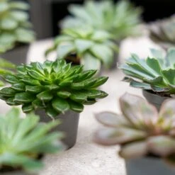 Succulent Mix Set - Assorted Succulents In 6 Cm Pots (8–12 Cm High) 18 Succulent Mix Set - Assorted Succulents In 6 Cm Pots (8–12 Cm High) -URBAN INGL Shop succulenten plant pflanze trendhero potsize6 06562 2