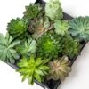 Succulent Mix Set - Assorted Succulents In 6 Cm Pots (8–12 Cm High) 1 Succulent Mix Set - Assorted Succulents In 6 Cm Pots (8–12 Cm High) -URBAN INGL Shop succulenten plant pflanze trendhero potsize6 06582 2
