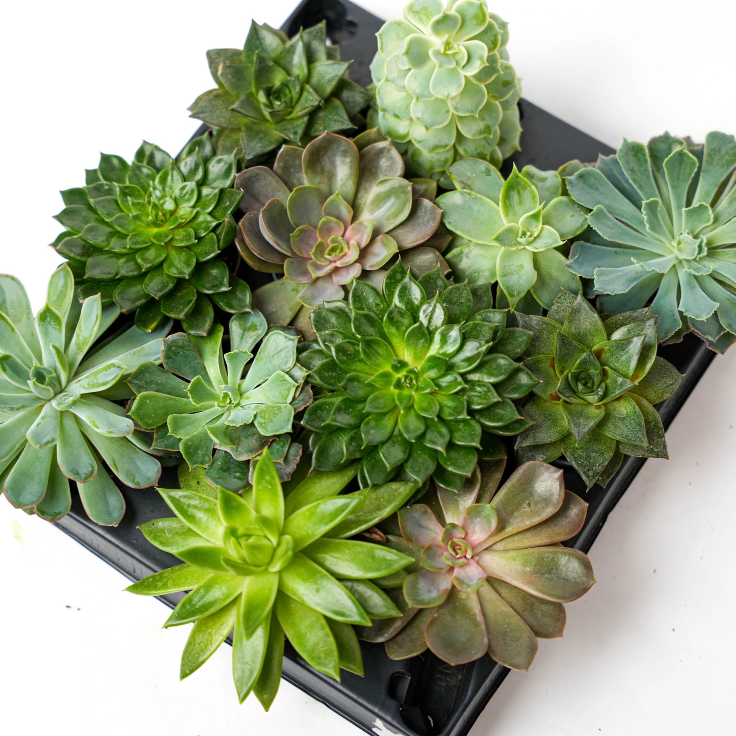 Succulent Mix Set - Assorted Succulents In 6 Cm Pots (8–12 Cm High) 3 Succulent Mix Set - Assorted Succulents In 6 Cm Pots (8–12 Cm High)