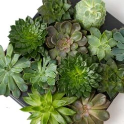 Succulent Mix Set - Assorted Succulents In 6 Cm Pots (8–12 Cm High) 17 Succulent Mix Set - Assorted Succulents In 6 Cm Pots (8–12 Cm High) -URBAN INGL Shop succulenten plant pflanze trendhero potsize6 06584 2