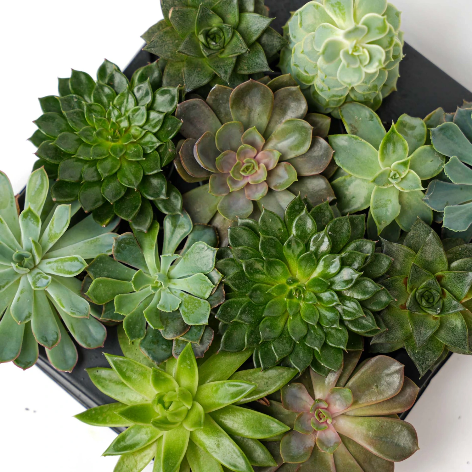 Succulent Mix Set - Assorted Succulents In 6 Cm Pots (8–12 Cm High) 8 Succulent Mix Set - Assorted Succulents In 6 Cm Pots (8–12 Cm High) - Image 6