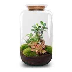 URBAN INGL Shop -URBAN INGL Shop sven xl bonsai red terrarium flaschengarten