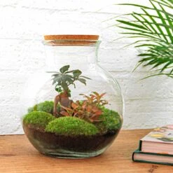 Teddy Bonsai - Terrarium With Light - Bottle Garden DIY Kit - Ø 25 Cm ↑ 26,5 Cm -URBAN INGL Shop teddy bonsai closed terrarium kit