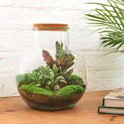 Teddy - Terrarium With Light - Bottle Garden DIY Kit - Ø 25 Cm ↑ 26,5 Cm -URBAN INGL Shop teddy planten terrarium in fles met kurk
