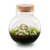 Noah - Terrarium - Bottle Garden DIY Kit - Ø 18.5 Cm ↑ 19 Cm -URBAN INGL Shop terrarium Noah Fittonia Pink Tigerr