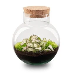 Noah - Terrarium - Bottle Garden DIY Kit - Ø 18.5 Cm ↑ 19 Cm