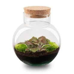 URBAN INGL Shop -URBAN INGL Shop terrarium Noah Fittonia jolyjosan