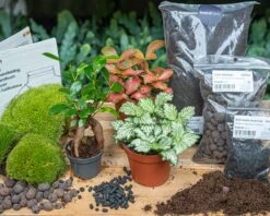 Bonsai Ficus Ginseng - Plant Terrarium Refill & Starter Kit - 3 Terrarium Plants - DIY 10 Bonsai Ficus Ginseng - Plant Terrarium Refill & Starter Kit - 3 Terrarium Plants - DIY -URBAN INGL Shop terrarium bottle garden green bonsai kit start set flaschengarten