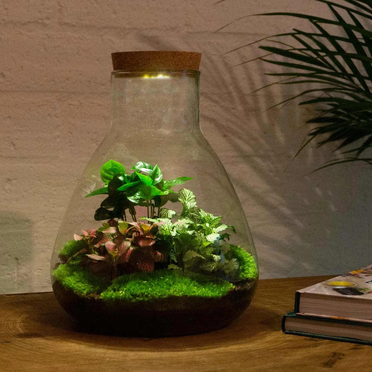24x Terrarium - Sam Coffea With Light - Sustainable Business Gift - ↑ 30 Cm - DIY 5 24x Terrarium - Sam Coffea With Light - Sustainable Business Gift - ↑ 30 Cm - DIY - Image 3