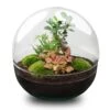Dome XL Bonsai - Two-part Round Glass Terrarium - Bottle Garden DIY Kit - Ø 28 Cm ↑ 28 Cm -URBAN INGL Shop terrarium dome xl bonsai flaschengarten