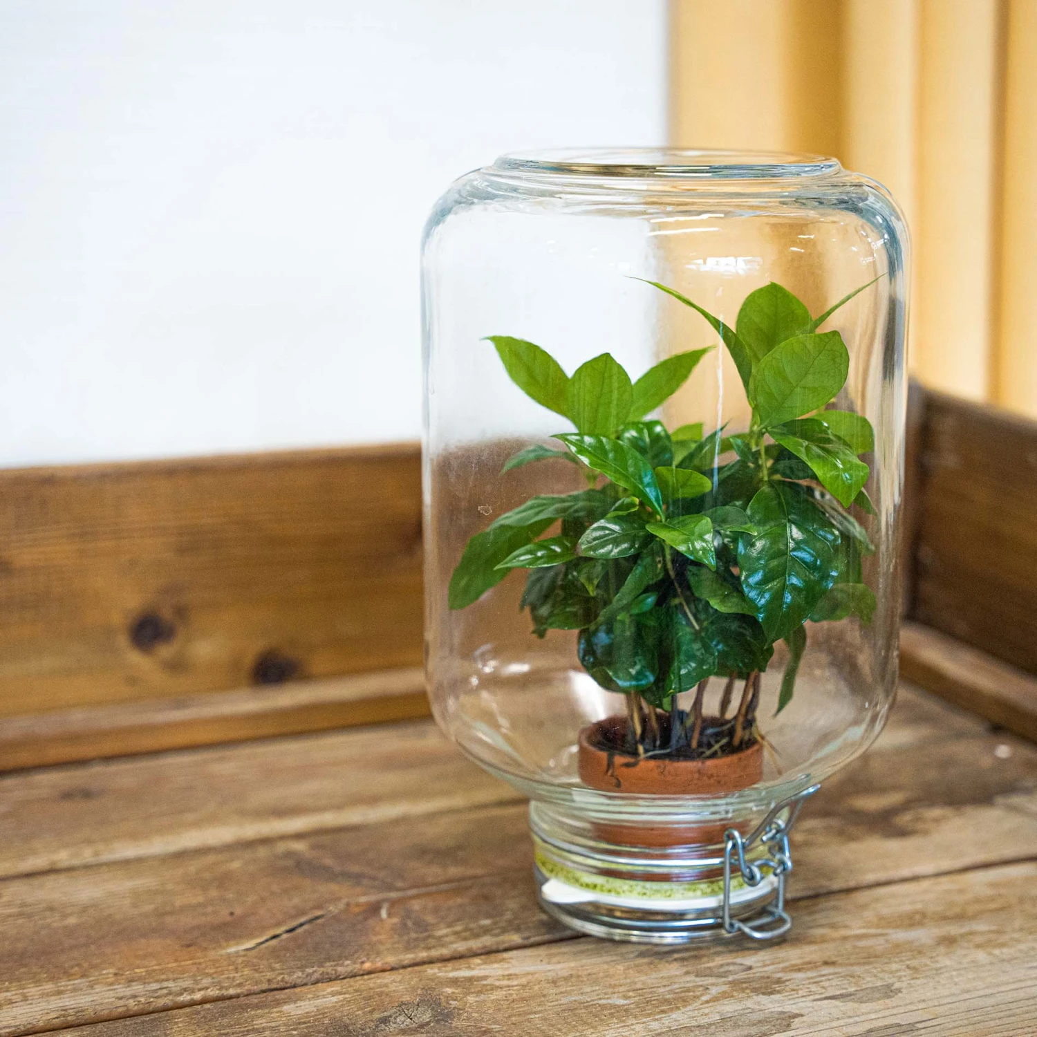 Easyplant - Fido Terrarium Jar - Bottle Garden DIY Kit - Ø 18 Cm ↑ 28 Cm 11 Easyplant - Fido Terrarium Jar - Bottle Garden DIY Kit - Ø 18 Cm ↑ 28 Cm - Image 9