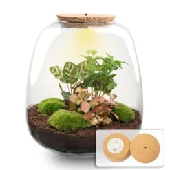 URBAN INGL Shop -URBAN INGL Shop terrarium emma coffea red light