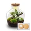 Fat Joe - Terrarium With Light - Bottle Garden DIY Kit - Ø 29 Cm ↑ 30 Cm 2 Fat Joe - Terrarium With Light - Bottle Garden DIY Kit - Ø 29 Cm ↑ 30 Cm -URBAN INGL Shop terrarium fat joe calateha light
