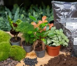 5 Terrarium Plants - Plant Terrarium Refill & Starter Kit - 5 Terrarium Plants - DIY -URBAN INGL Shop terrarium kit 5 plants refill flaschengarten