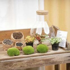 Sam XL Red - Terrarium With Light - Bottle Garden DIY Kit - Ø 30 cm ↑ 32 cm -URBAN INGL Shop terrarium kit flaschengarten trendhero DSC03675