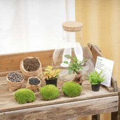 Sam XL Bonsai - Terrarium With Light - Bottle Garden DIY Kit - Ø 30 cm ↑ 32 cm 13 Sam XL Bonsai - Terrarium With Light - Bottle Garden DIY Kit - Ø 30 cm ↑ 32 cm -URBAN INGL Shop terrarium kit flaschengarten trendhero sam xl bonsai