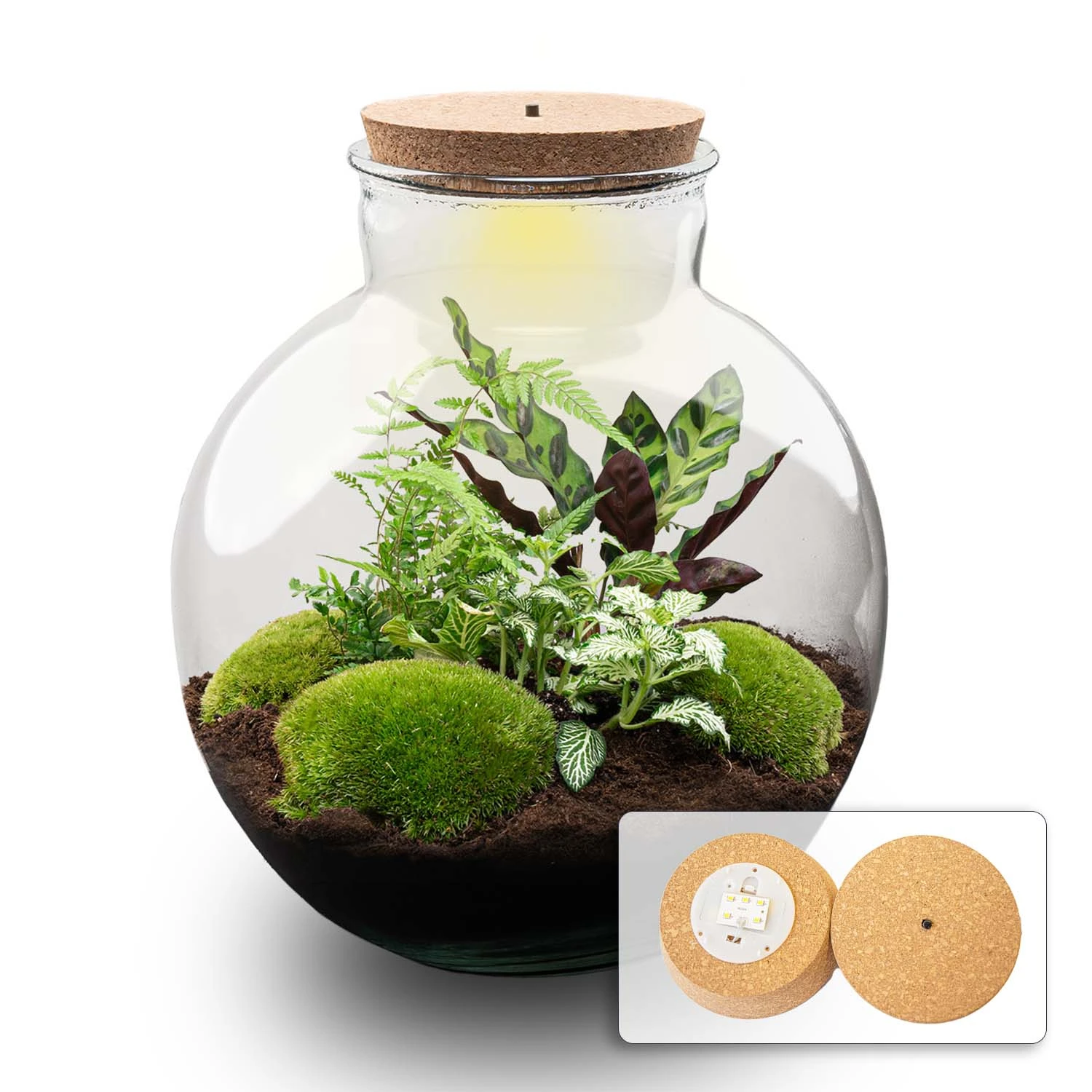 Bolder Bob - Terrarium With Light - Bottle Garden DIY Kit - Ø 31 Cm ↑ 30 Cm 3 Bolder Bob - Terrarium With Light - Bottle Garden DIY Kit - Ø 31 Cm ↑ 30 Cm