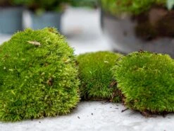 Bonsai Ficus Ginseng - Plant Terrarium Refill & Starter Kit - 3 Terrarium Plants - DIY 11 Bonsai Ficus Ginseng - Plant Terrarium Refill & Starter Kit - 3 Terrarium Plants - DIY -URBAN INGL Shop terrarium moss green refill kits moos kaufen bottle garden 13205e0c c24a 4391 b404 80f72fe64201