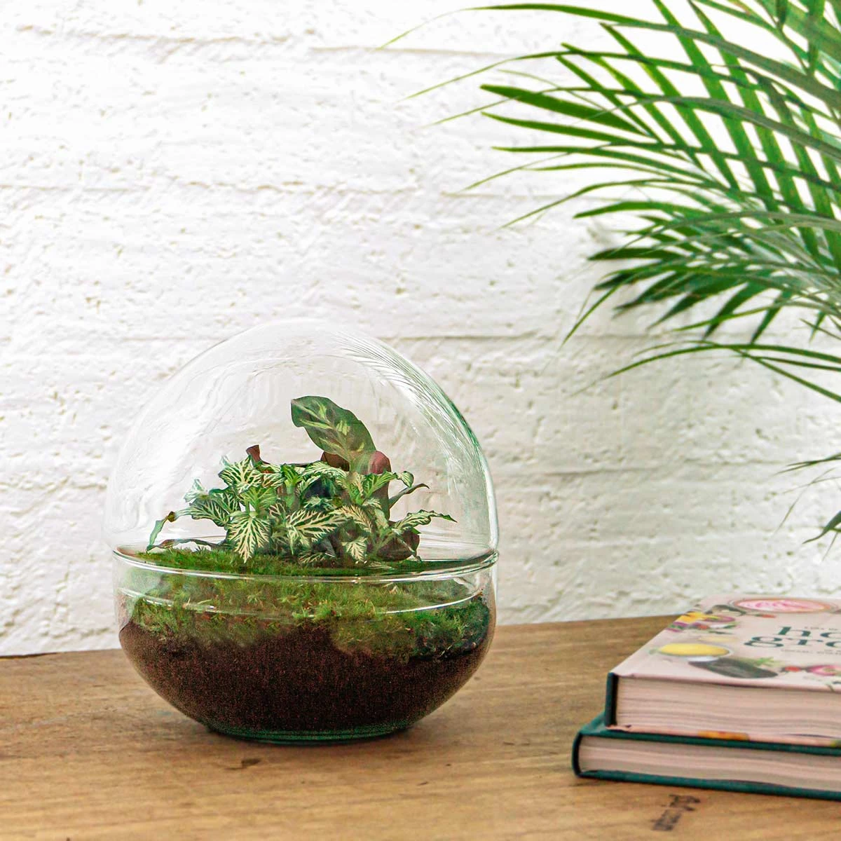 Dome - Two-part Round Glass Terrarium - Bottle Garden DIY Kit - Ø 20 Cm ↑ 20 Cm 7 Dome - Two-part Round Glass Terrarium - Bottle Garden DIY Kit - Ø 20 Cm ↑ 20 Cm - Image 5
