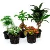 Plant Terrarium Set - Bonsai - 5 Plants - Ficus Ginseng Bonsai - Palm - Asparagus - Red & White Fittonia -URBAN INGL Shop terrarium plant pack bonsai 5