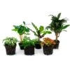 Plant Terrarium Set - Jungle Boost - 6 Plants - Palm - Calathea Lancifolia - Coffea Arabica - Fern - Red & White Fittonia -URBAN INGL Shop terrarium plant package jungle boost 4d40749d 1d54 4a33 8d44 43a7e8e708bc