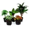 Plant Terrarium Set - Lancifolia - 5 Plants - Palm - Calathea Lancifolia - Asparagus - Red & White Fittonia -URBAN INGL Shop terrarium plant package kit calthea 5