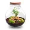 Teddy Bonsai - Terrarium With Light - Bottle Garden DIY Kit - Ø 25 Cm ↑ 26,5 Cm -URBAN INGL Shop terrarium teddy bonsai ruby flaschengarten
