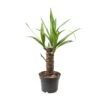 Yucca Elephantipes (Palm Lily) ↑ 40 Cm -URBAN INGL Shop thumbnail 6000
