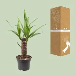 Yucca Elephantipes (Palm Lily) ↑ 40 Cm -URBAN INGL Shop thumbnail 6000 267a1a2a 5868 4168 aef1 68cffb2d1233