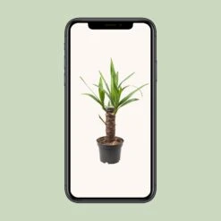 Yucca Elephantipes (Palm Lily) ↑ 40 Cm -URBAN INGL Shop thumbnail 6000 6c618163 ee73 4db5 b53c bb1f5b04c110