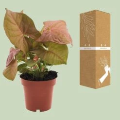 Syngonium Neon (Arrowhead Plant) ↑ 25 Cm -URBAN INGL Shop unnamed 034f7b83 004e 4849 8b02 0eca8e998cbb
