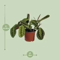 Maranta Leuconeura Fascinator (Prayer Plant) ↑ 30 Cm -URBAN INGL Shop unnamed 04405add c11d 4447 b19f b25324be654c